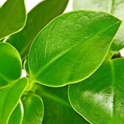 Balsamapfel, Clusia rosea, im Kunststoff-Kulturtopf