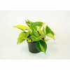 Baumfreund, Philodendron scandens »Brasil«