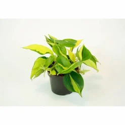 Baumfreund, Philodendron scandens »Brasil«