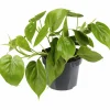 Baumfreund, Philodendron scandens, im Kunststoff-Kulturtopf