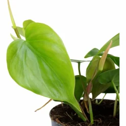 Baumfreund, Philodendron scandens, im Kunststoff-Kulturtopf