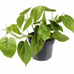 Baumfreund, Philodendron scandens, im Kunststoff-Kulturtopf