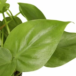 Baumfreund, Philodendron scandens, im Kunststoff-Kulturtopf