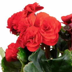 Begonie, Begonia Elatior-Hybriden, Blütenfarbe: rot