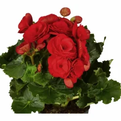 Begonie, Begonia Elatior-Hybriden, Blütenfarbe: rot