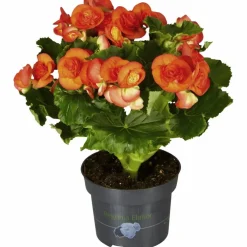 Begonie, Begonia Elatior-Hybriden, Blütenfarbe: orange