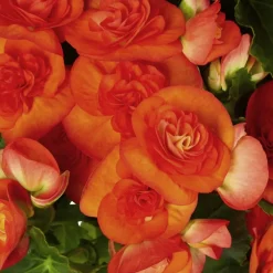 Begonie, Begonia Elatior-Hybriden, Blütenfarbe: orange