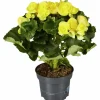 Begonie, Begonia Elatior-Hybriden, Blütenfarbe: gelb