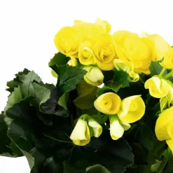 Begonie, Begonia Elatior-Hybriden, Blütenfarbe: gelb