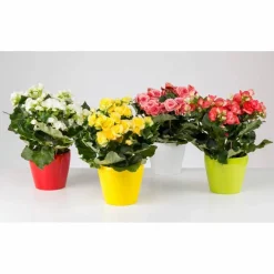 Begonie, Begonia Elatior-Hybriden, Blütenfarbe: gelb
