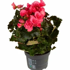 Begonie, Begonia Elatior-Hybriden »rosa«, Blütenfarbe: rosa