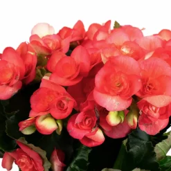 Begonie, Begonia Elatior-Hybriden »rosa«, Blütenfarbe: rosa