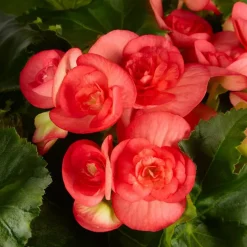 Begonie, Begonia Elatior-Hybriden »rosa«, Blütenfarbe: rosa