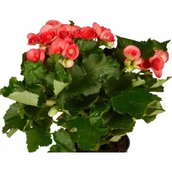 Begonie, Begonia Elatior-Hybriden »rosa«, Blütenfarbe: rosa