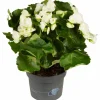Begonie, Begonia Elatior-Hybriden, Blütenfarbe: weiß
