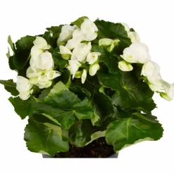 Begonie, Begonia Elatior-Hybriden, Blütenfarbe: weiß