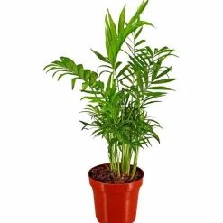 Bergpalme Chamaedorea elegans