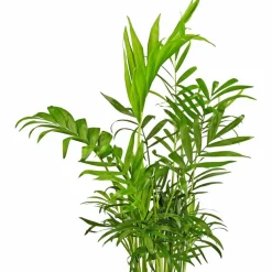 Bergpalme Chamaedorea elegans