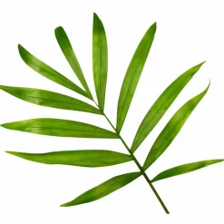 Bergpalme Chamaedorea elegans