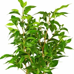 Birkenfeige, Ficus benjamini »Natasja«, im Kunststoff-Kulturtopf