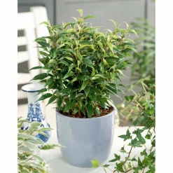 Birkenfeige, Ficus benjamini »Natasja«, im Kunststoff-Kulturtopf
