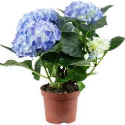 Blühpflanze Hortensie macrophylla, blau