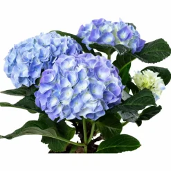 Blühpflanze Hortensie macrophylla, blau