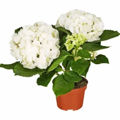 Blühpflanze Hortensie macrophylla, weiß