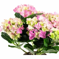 Blühpflanze Hortensie macrophylla, rosa