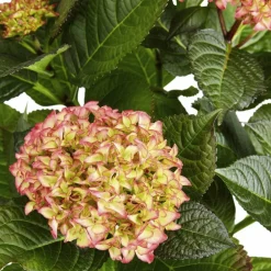 Blühpflanze Hortensie macrophylla, rosa