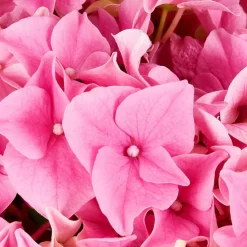 Blühpflanze Hortensie macrophylla, rosa