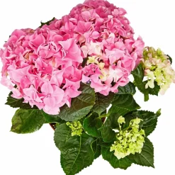 Blühpflanze Hortensie macrophylla, rosa