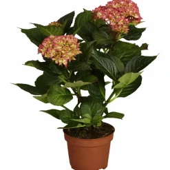 Blühpflanze Hortensie macrophylla, rosa