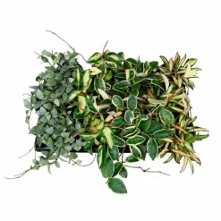 Blühpflanze Hoya carnosa