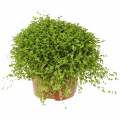 Bubikopf, Soleirolia soleirolii, im Kunststoff-Kulturtopf
