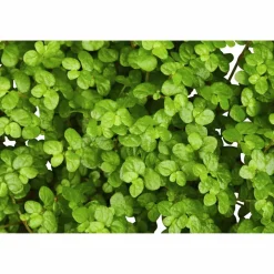 Bubikopf, Soleirolia soleirolii, im Kunststoff-Kulturtopf