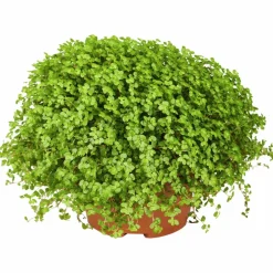 Bubikopf, Soleirolia soleirolii, im Kunststoff-Kulturtopf