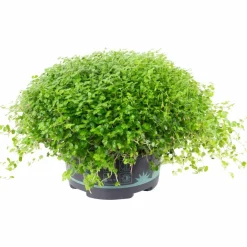 Bubikopf, Soleirolia soleirolii, im Kunststoff-Kulturtopf