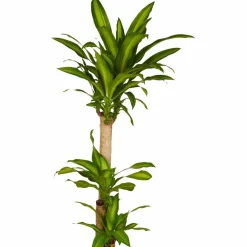 Drachenbaum, Dracaena fragans »Massangeana«, im Kunststoff-Kulturtopf