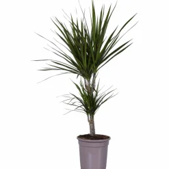 Drachenbaum, Dracaena marginata, im Kunststoff-Kulturtopf