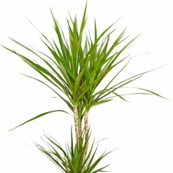Drachenbaum, Dracaena marginata, im Kunststoff-Kulturtopf