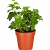 Efeu, Hedera helix, im Kunststoff-Kulturtopf