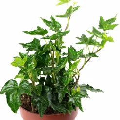 Efeu, Hedera helix, im Kunststoff-Kulturtopf