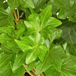 Efeu, Hedera helix, im Kunststoff-Kulturtopf