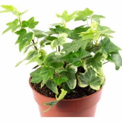 Efeu, Hedera helix, im Kunststoff-Kulturtopf