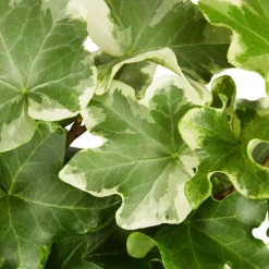 Efeu, Hedera helix, im Kunststoff-Kulturtopf