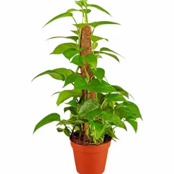 Efeutute, Epipremnum aureum