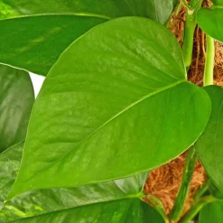 Efeutute, Epipremnum aureum