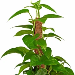 Efeutute, Epipremnum aureum