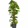 Efeutute, Epipremnum aureum